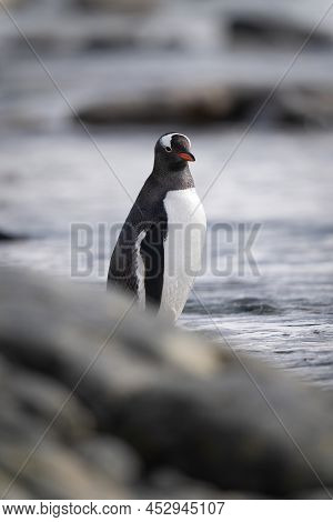 Gentoo Penguin Stands Behind Rocks Watching Camera