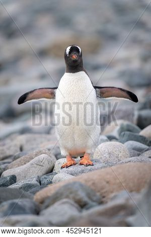 Gentoo Penguin Stands Facing Camera Flippers Extended