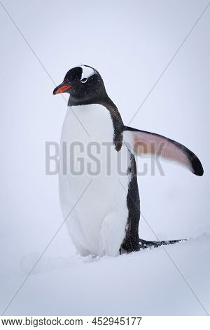 Gentoo Penguin Stands In Snow Lifting Flipper
