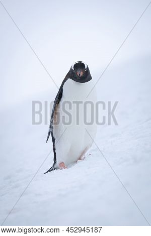 Gentoo Penguin Stands In Snow On Slope