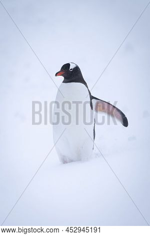 Gentoo Penguin Stands In Snow Raising Flipper