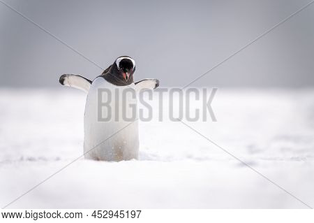 Gentoo Penguin Stands In Snow Raising Flippers