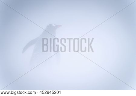 Gentoo Penguin Stands In Snowstorm Facing Away