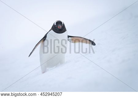 Gentoo Penguin Stands Leaning Forward On Snow