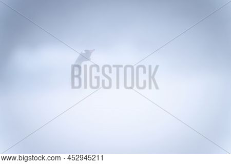 Gentoo Penguin Stands Lifting Beak In Snowstorm