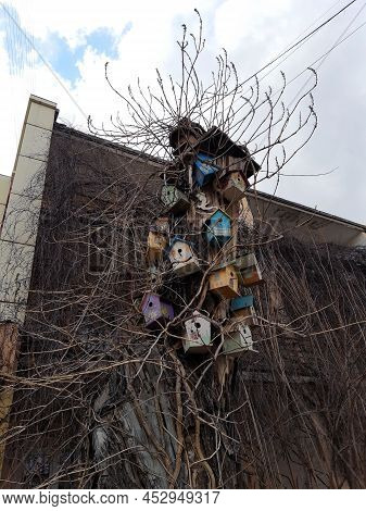 Bird Houses On An Old Tree In The City Against The Background Of The House.