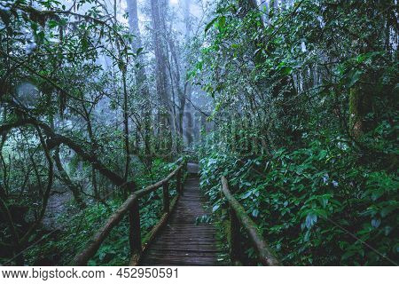Trees And Forests In The Range Rain Forest Green Moss And Wooden Bridge At Angka Nature Trail In Doi