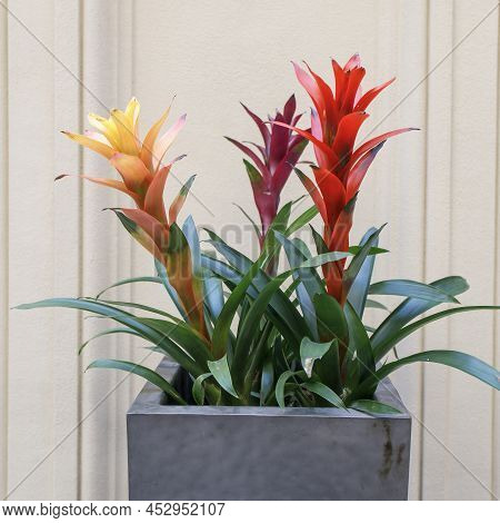 Yellow And Red Guzmania In A Large Flower Pot As An Interior Decoration