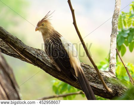 Guira Cuckoo On Tree Branch Photographed In Brazilian Atlantic Rainforest. Bird Of Brazil Fauna