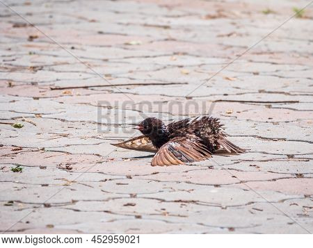 A Young Starling Is Resting On The Ground From The Heat And Spreading Its Wings. The Common Starling