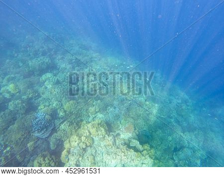 Coral Reefs And School Of Fishes In Koh Surin Island, Thailand, The Famous Location For Freedriving 