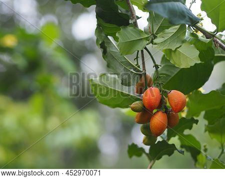 Orange Color Ripe Peanut Butter Fruit Tree Blooming In Garden On Nature Background, Food