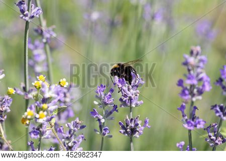 Bee On Gypsophila Flower In Summer Garden. Pollination Of Flowers By Bees And Beekeeping Concept