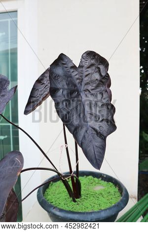 Colocasia Black Ripple , Colocasia Or Black Colocasia Plant And Colocasia Esculenta Or  Colocasia Bl