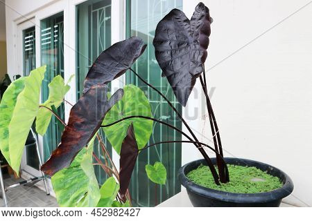 Colocasia Black Ripple , Colocasia Or Black Colocasia Plant And Colocasia Esculenta Or  Colocasia Bl