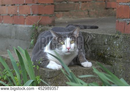 Portrait Of A Pet Gray-white Cat, Illuminated By Daylight.