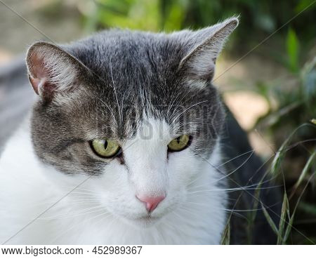 Portrait Of A Pet Gray-white Cat, Illuminated By Daylight.