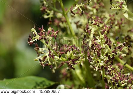 Spring Japanese Aucuba. Flowers, Young Leaves And Berries. Garryaceae Or Aucubaceae Evergreen Shrub.