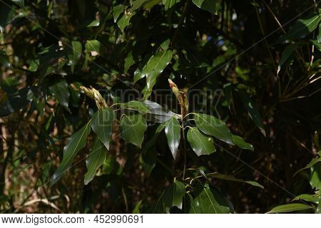 Spring Japanese Aucuba. Flowers, Young Leaves And Berries. Garryaceae Or Aucubaceae Evergreen Shrub.