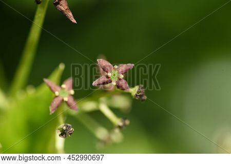 Spring Japanese Aucuba. Flowers, Young Leaves And Berries. Garryaceae Or Aucubaceae Evergreen Shrub.