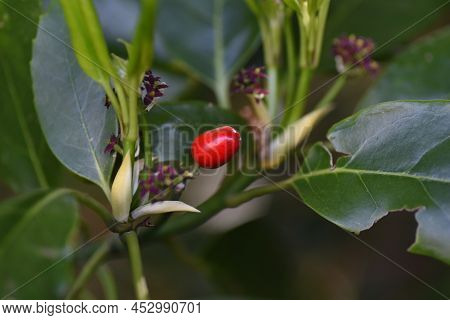Spring Japanese Aucuba. Flowers, Young Leaves And Berries. Garryaceae Or Aucubaceae Evergreen Shrub.