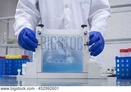 The Scientist Holds With His Gloved Hands A Large Block With A Vertical Gel For Dna Electrophoresis.