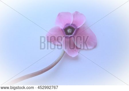 Pink Cyclamen Flower On A Blue Background With Blurred Gentle Focus With White Vignetting Around The