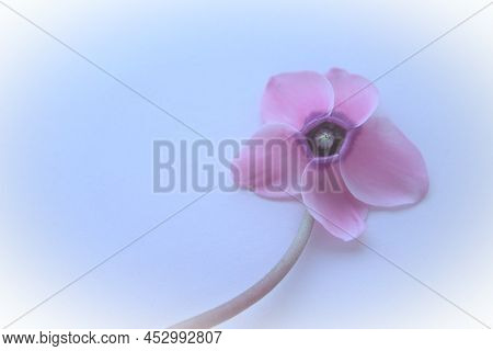 Pink Cyclamen Flower On A Blue Background With Blurred Gentle Focus With White Vignetting Around The
