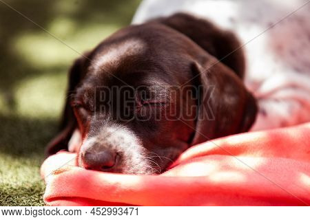 Little Puppy Of The French Pointing Dog Breed Sleeping Under The Sun