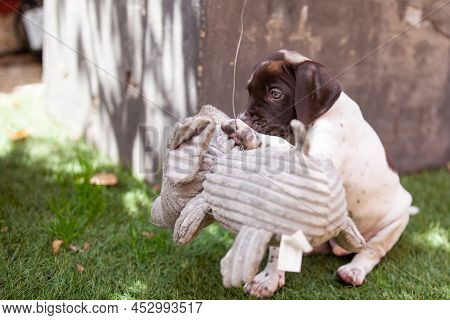 Little Puppy Of The French Pointing Dog Breed Playing With His Big Elephant Toy