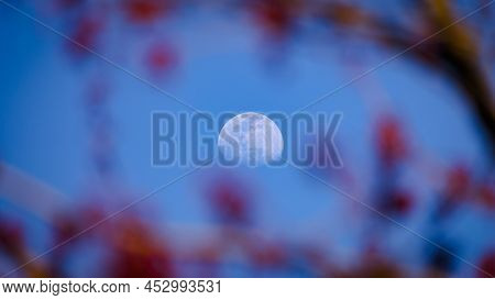 Connecticut-the Moon Rise Seen Through The Cherry Blossoms