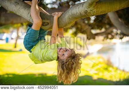 Cute Blonde Child Boy Hangs On A Tree Branch. Summer Holidays, Little Boy Climbing A Tree. Upside Do