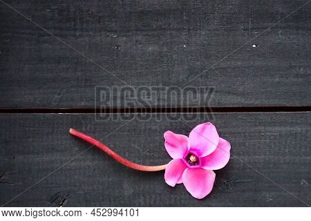 Cyclamen Flower On Black Shabby Wooden Background. One Flower With Five Petals, Stem Without Leaves.