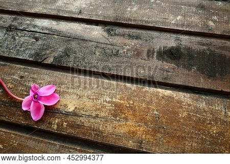 Cyclamen Flower Side View On Shabby Wooden Background. One Flower With Five Petals, Stem Without Lea