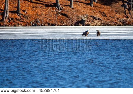 Adult And A Immature Bald Eagle (haliaeetus Leucocephalus) Fishing On Lake Wausau, Wausau, Wisconsin