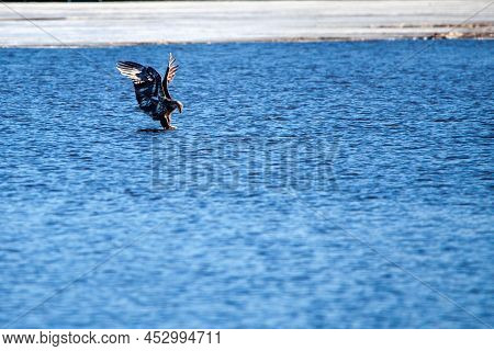 Immature Bald Eagle (haliaeetus Leucocephalus) Grabbing A Fish On Lake Wausau, Wausau, Wisconsin  In