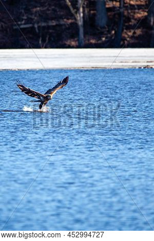Immature Bald Eagle (haliaeetus Leucocephalus) Grabbing A Fish On Lake Wausau, Wausau, Wisconsin  In