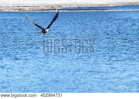 Immature Bald Eagle (haliaeetus Leucocephalus) Grabbing A Fish On Lake Wausau, Wausau, Wisconsin  In