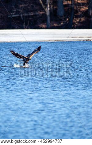 Immature Bald Eagle (haliaeetus Leucocephalus) Grabbing A Fish On Lake Wausau, Wausau, Wisconsin  In