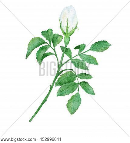 Watercolor Hand Drawn White Wild Rose Flower Bud With Green Leaves, Natural Plant Branch Leaf Petal 