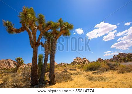 Joshua Tree National Park Yucca Valley in Mohave desert California USA