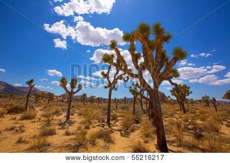 Joshua Tree National Park Yucca Valley in Mohave desert California USA
