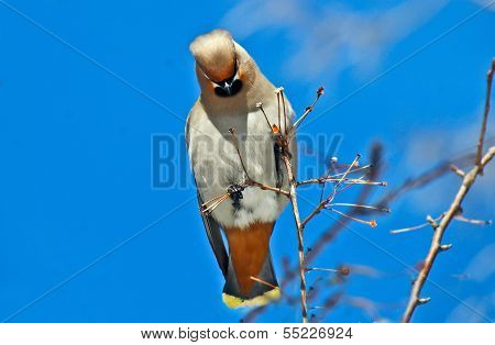 Waxwing
