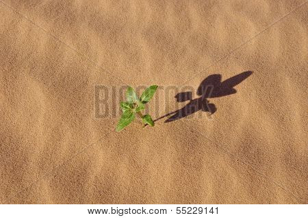 Plant in the Sand ff Desert