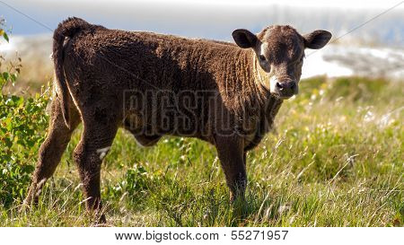 Bull Scottish Highland Cattle Calf Looking At Camera With Sea Horizon In The Background