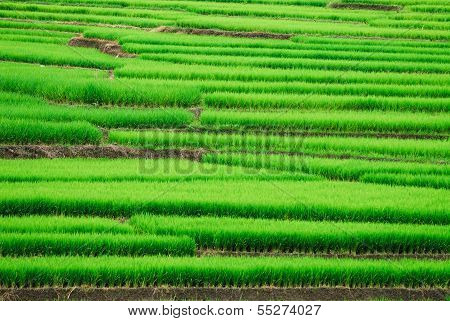 Terrace rice fields