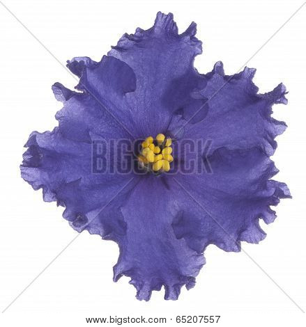 African Violet