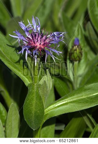 Mountain cornflower