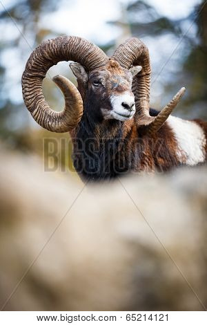 The mouflon (Ovis orientalis)