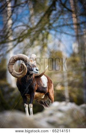 The mouflon (Ovis orientalis)